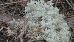 Pulchrocladia ferdinandii