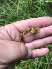 Carex projecta