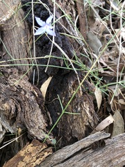 Wahlenbergia luteola