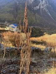 Rumex nepalensis