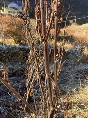 Rumex nepalensis