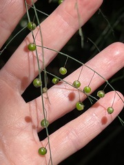 Asparagus virgatus
