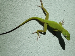 Anolis evermanni