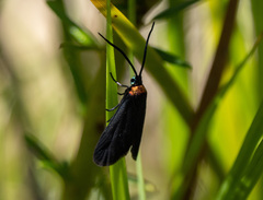 Pollanisus subdolosa