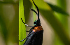 Pollanisus subdolosa