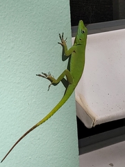 Anolis evermanni