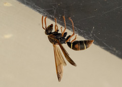 Polistes humilis
