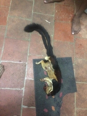 Callosciurus prevostii