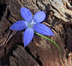 Wahlenbergia luteola