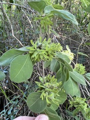 Vangueria macrocalyx
