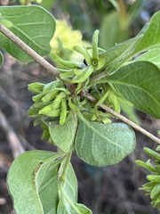 Vangueria macrocalyx