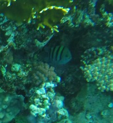 Abudefduf vaigiensis