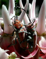 Tetraopes annulatus