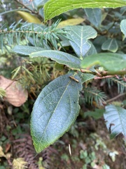 Gaultheria fragrantissima