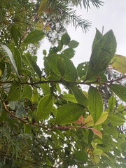 Gaultheria fragrantissima