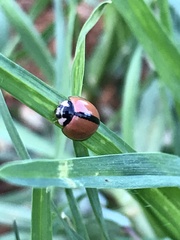 Cheilomenes propinqua