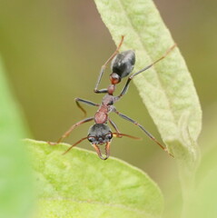 Myrmecia pulchra