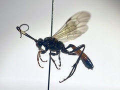 Probolus culpatorius