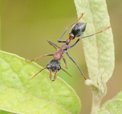 Myrmecia pulchra