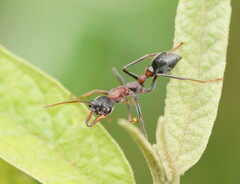 Myrmecia pulchra