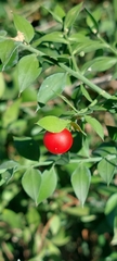 Ruscus aculeatus