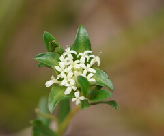 Pimelea