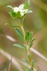Pimelea