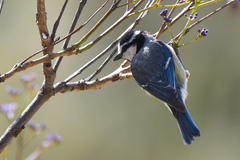Cyanistes teneriffae