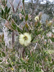 Melaleuca pallida