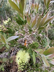 Melaleuca pallida