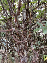 Rhododendron barbatum