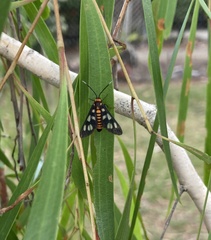Amata huebneri
