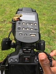 Hyperolius marmoratus