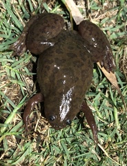 Xenopus laevis