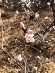 Prunus davidiana
