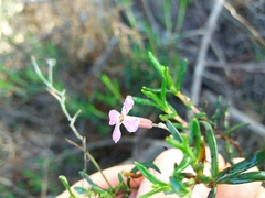 Malcolmia triloba