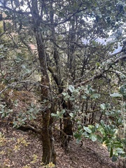 Quercus semecarpifolia