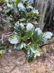 Quercus semecarpifolia