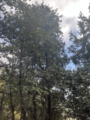 Quercus semecarpifolia