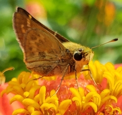 Atalopedes campestris