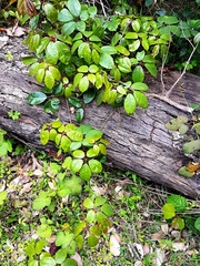 Cissus hypoglauca