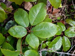 Cissus hypoglauca