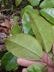 Cissus hypoglauca