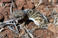 Pachydactylus capensis