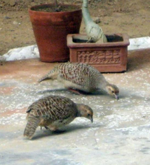 Ortygornis pondicerianus