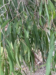 Melaleuca leucadendra