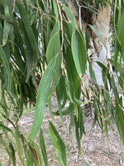 Melaleuca leucadendra