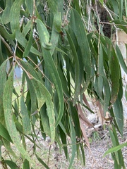 Melaleuca leucadendra