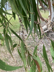 Melaleuca leucadendra