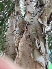 Melaleuca leucadendra